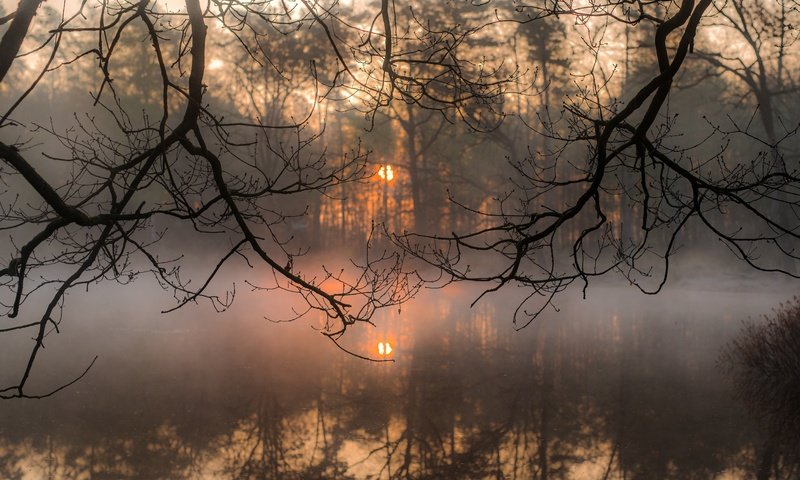 Обои деревья, вода, солнце, отражение, утро, туман, ветки, trees, water, the sun, reflection, morning, fog, branches разрешение 5769x3851 Загрузить