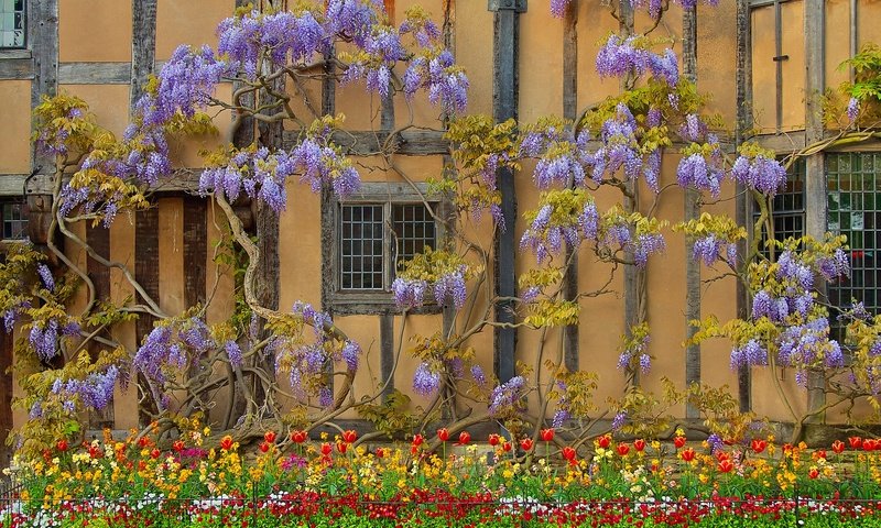 Обои цветы, стена, дом, англия, глициния, вистерия, flowers, wall, house, england, wisteria разрешение 2048x1359 Загрузить