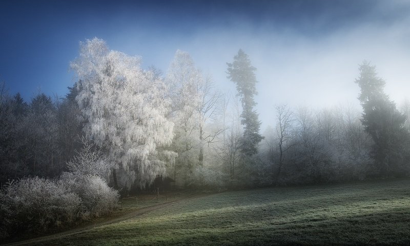 Обои деревья, природа, зима, туман, иней, trees, nature, winter, fog, frost разрешение 1920x1280 Загрузить