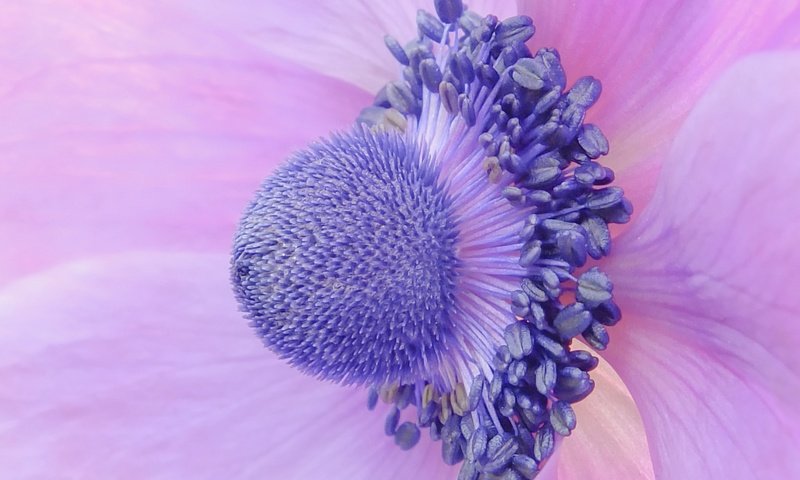 Обои макро, цветок, лепестки, крупным планом, анемона, ветреница, macro, flower, petals, closeup, anemone разрешение 2048x1536 Загрузить