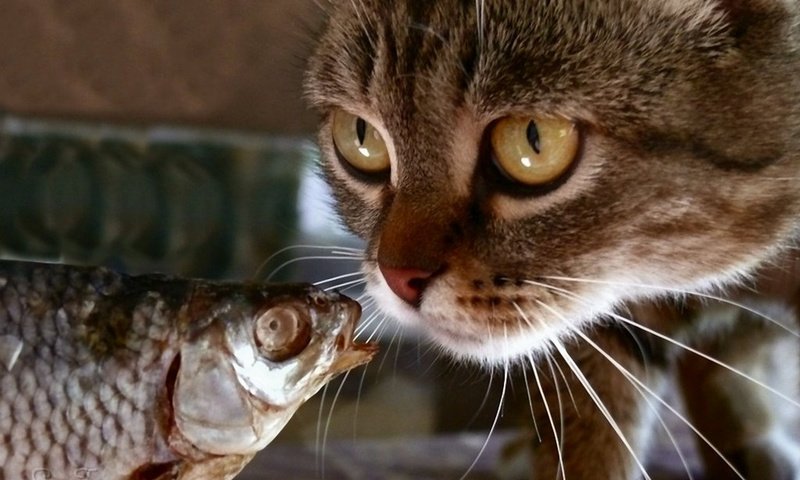 Обои кот, мордочка, кошка, взгляд, рыбка, рыба, cat, muzzle, look, fish разрешение 1920x1200 Загрузить