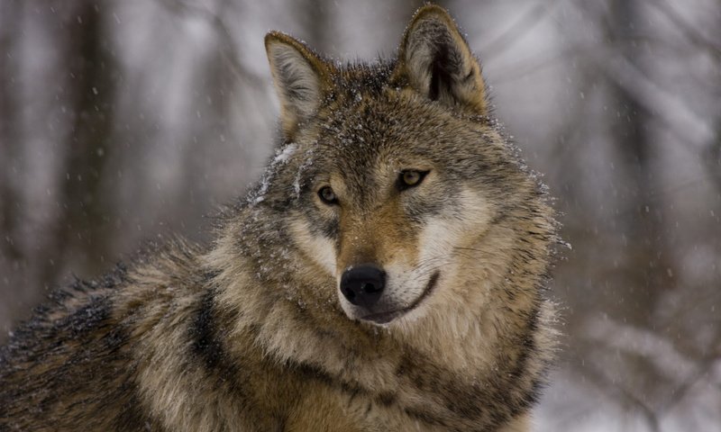 Обои глаза, морда, взгляд, хищник, зверь, волк, eyes, face, look, predator, beast, wolf разрешение 1920x1200 Загрузить