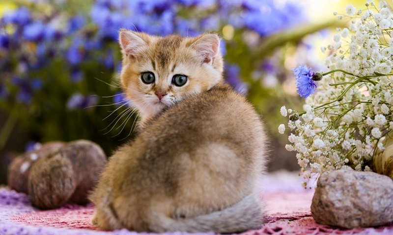 Обои глаза, цветы, камни, кот, кошка, взгляд, котенок, детеныш, eyes, flowers, stones, cat, look, kitty, cub разрешение 1920x1200 Загрузить