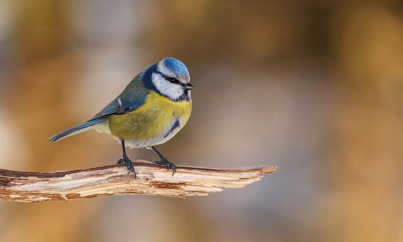 Обои птица, клюв, перья, синица, синичка, лазоревка, bird, beak, feathers, tit, titmouse, blue tit разрешение 1920x1200 Загрузить