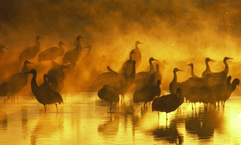 Обои вода, вечер, закат, отражение, туман, птицы, журавль, журавли, water, the evening, sunset, reflection, fog, birds, crane, cranes разрешение 1920x1200 Загрузить