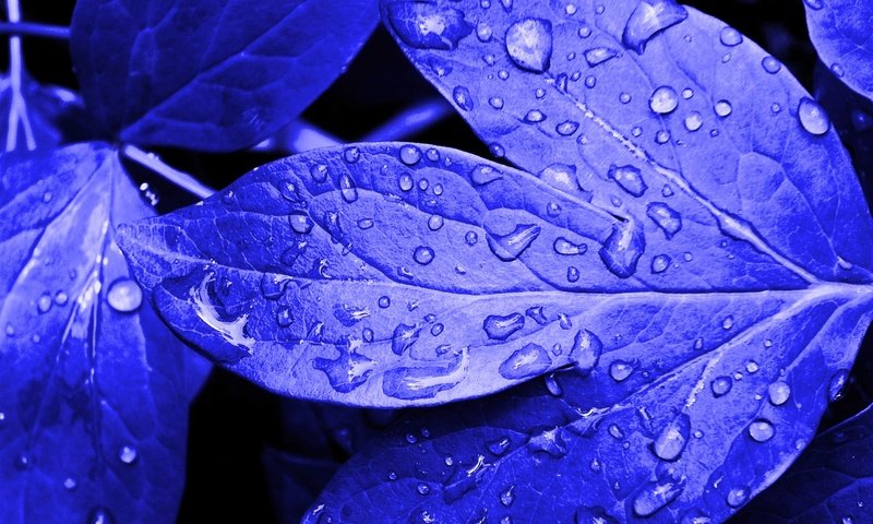 Обои природа, листья, цвет, прожилки, растение, капли воды, nature, leaves, color, veins, plant, water drops разрешение 1920x1200 Загрузить