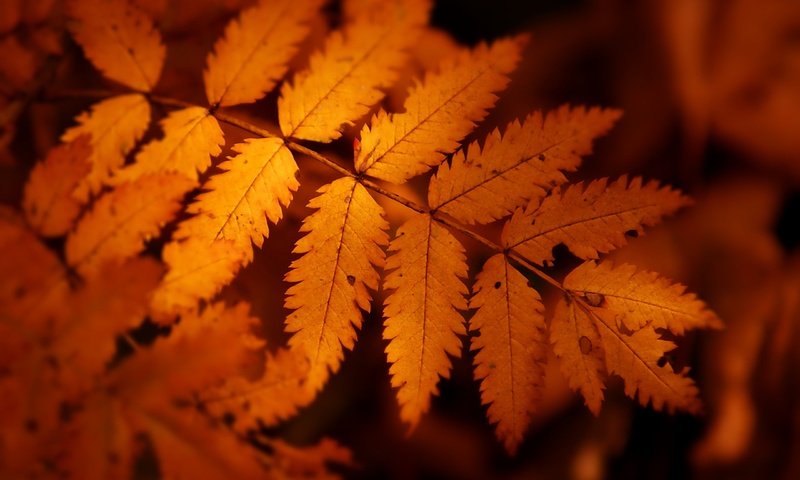 Обои природа, дерево, листья, осень, лист, растение, nature, tree, leaves, autumn, sheet, plant разрешение 2560x1600 Загрузить