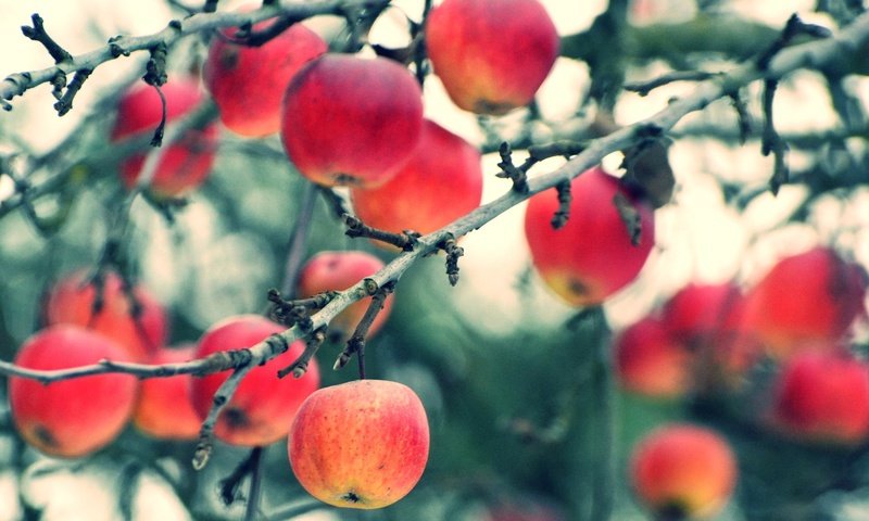 Обои ветки, фрукты, яблоки, осень, размытость, урожай, плоды, branches, fruit, apples, autumn, blur, harvest разрешение 2048x1394 Загрузить