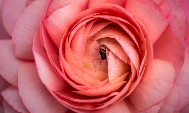 Обои цветы, макро, лепестки, розовый, ранункулюс, лютик, flowers, macro, petals, pink, ranunculus, buttercup разрешение 2048x1152 Загрузить