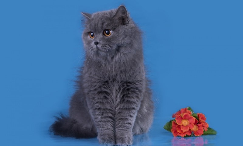 Обои цветы, кошка, британец, длинношерстная, британская длинношёрстная кошка, flowers, cat, british, longhair, british longhair cat разрешение 2880x1800 Загрузить