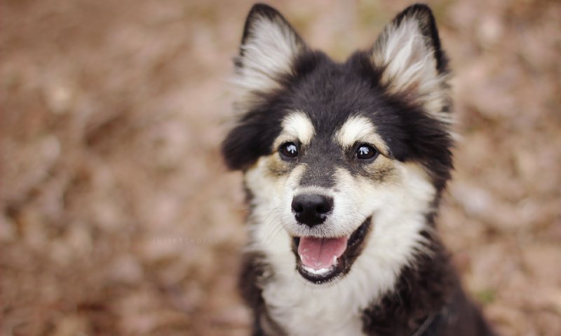 Обои глаза, взгляд, собака, щенок, финский лаппхунд, eyes, look, dog, puppy, finnish lapphund разрешение 3840x2400 Загрузить