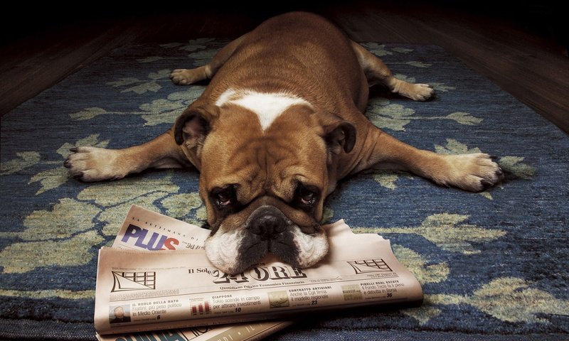 Обои собака, лежит, щенок, газеты, бульдог, боксер, английский бульдог, dog, lies, puppy, newspapers, bulldog, boxer, english bulldog разрешение 1920x1200 Загрузить
