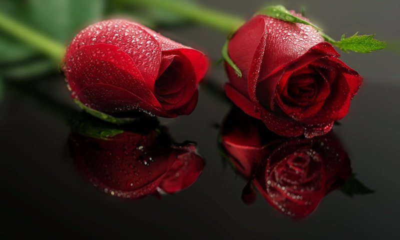 Обои бутоны, отражение, капли, роза, лепестки, красные,  цветы, buds, reflection, drops, rose, petals, red, flowers разрешение 2048x1365 Загрузить