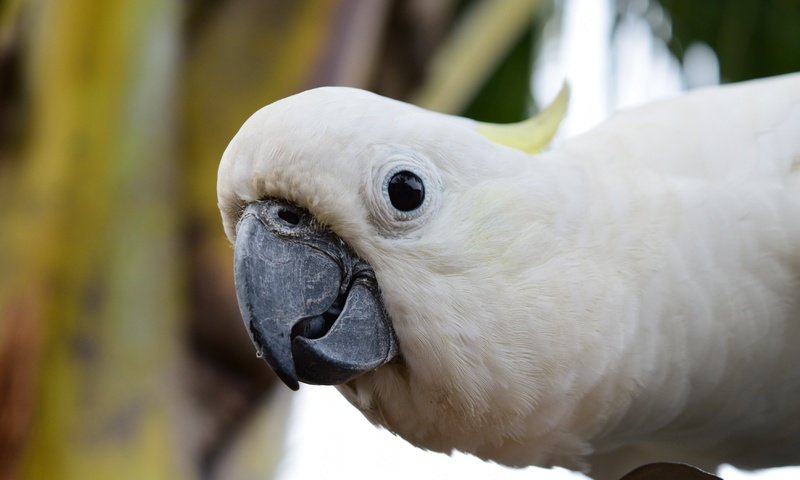 Обои взгляд, птица, клюв, попугай, какаду, look, bird, beak, parrot, cockatoo разрешение 4496x3000 Загрузить