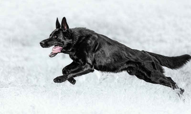 Обои собака, прыжок, черная, язык, немецкая овчарка, овчарка, dog, jump, black, language, german shepherd, shepherd разрешение 1920x1080 Загрузить