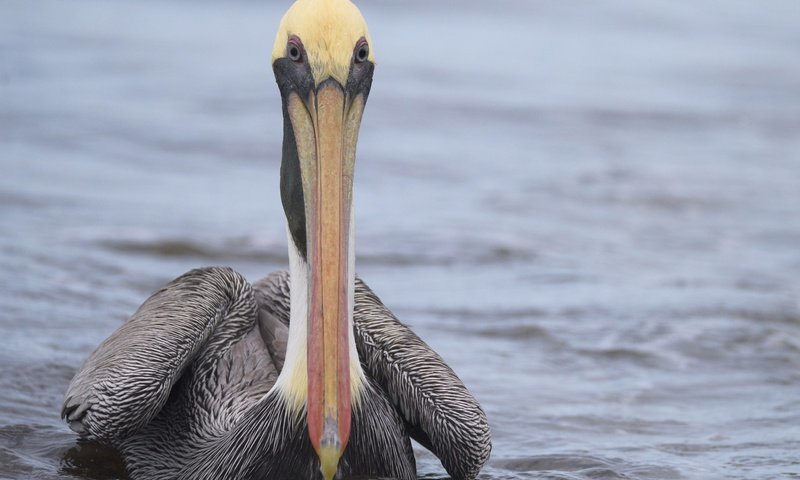 Обои вода, птица, клюв, пеликан, water, bird, beak, pelican разрешение 1920x1282 Загрузить