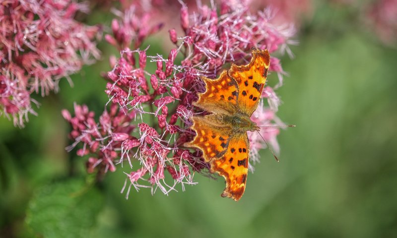 Обои цветы, насекомое, бабочка, крылья, flowers, insect, butterfly, wings разрешение 4896x2760 Загрузить