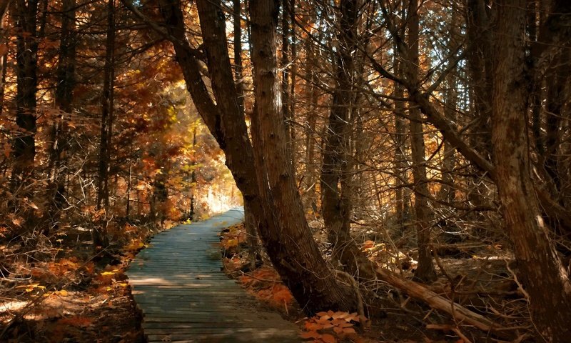 Обои дорога, деревья, природа, лес, осень, road, trees, nature, forest, autumn разрешение 1920x1200 Загрузить