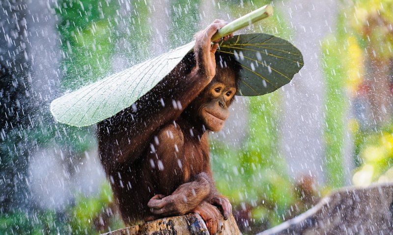 Обои капли, лист, дождь, обезьяна, примат, шимпанзе, drops, sheet, rain, monkey, the primacy of, chimpanzees разрешение 2880x1800 Загрузить