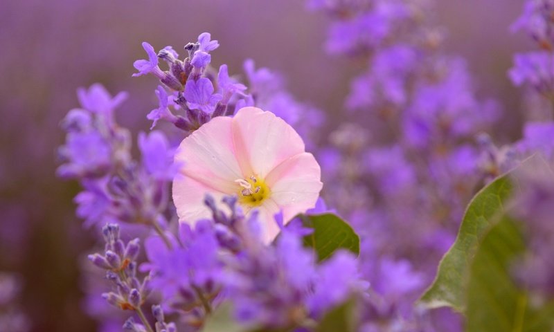 Обои цветы, лаванда, размытость, розовый цветок, flowers, lavender, blur, pink flower разрешение 3000x1873 Загрузить
