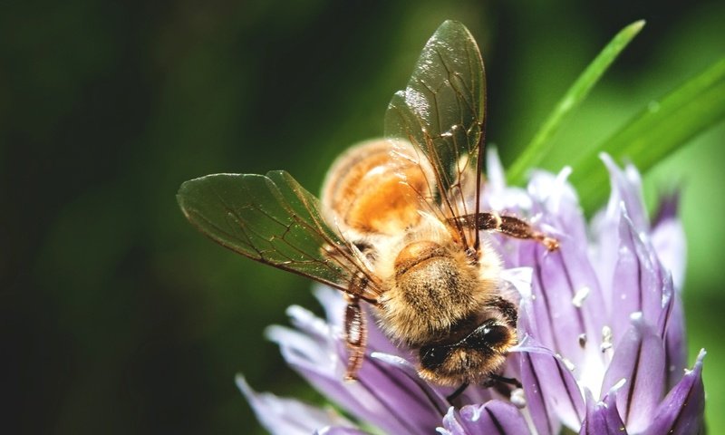 Обои макро, насекомое, цветок, пчела, опыление, macro, insect, flower, bee, pollination разрешение 4092x2728 Загрузить