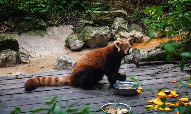 Обои еда, панда, хвост, красная панда, зоопарк, food, panda, tail, red panda, zoo разрешение 4000x3000 Загрузить