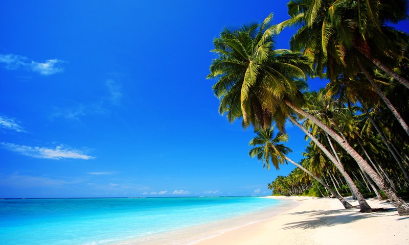 Обои море, песок, пляж, пальмы, отдых, тропики, sea, sand, beach, palm trees, stay, tropics разрешение 7512x5008 Загрузить
