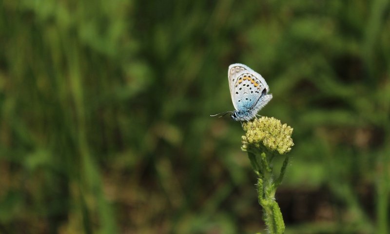 Обои трава, насекомое, бабочка, крылья, растение, grass, insect, butterfly, wings, plant разрешение 1920x1080 Загрузить