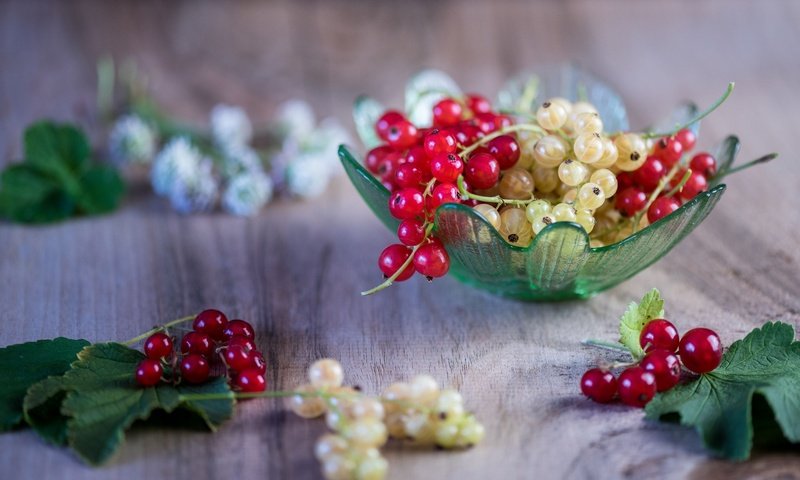 Обои ягоды, листики, вкусно, смородина, спелые, веточки, berries, leaves, delicious, currants, ripe, twigs разрешение 2048x1230 Загрузить