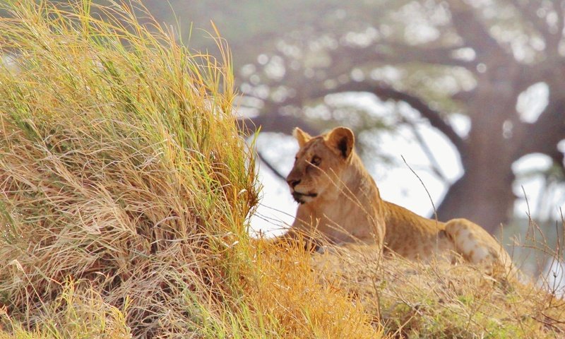 Обои млекопитающее, трава, природа, африка, животное, лев, львица, саванна, прерия, mammal, grass, nature, africa, animal, leo, lioness, savannah, prairie разрешение 3402x1581 Загрузить