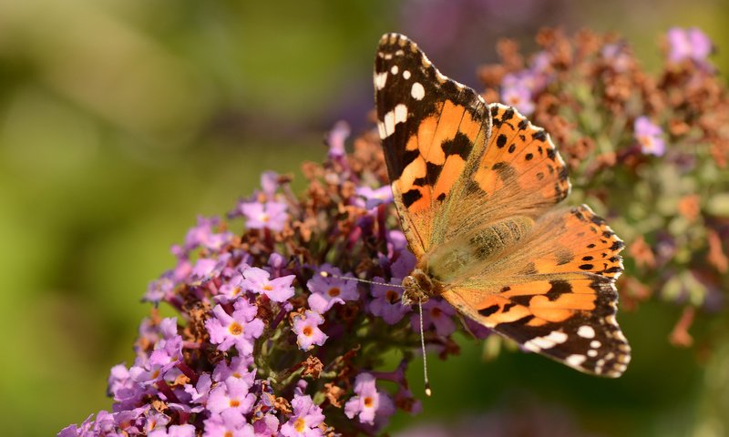 Обои насекомое, цветок, бабочка, крылья, сиреневый, insect, flower, butterfly, wings, lilac разрешение 4073x2698 Загрузить