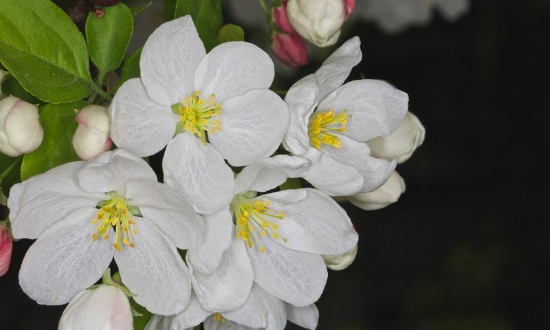 Обои цветение, макро, весна, flowering, macro, spring разрешение 2048x1365 Загрузить