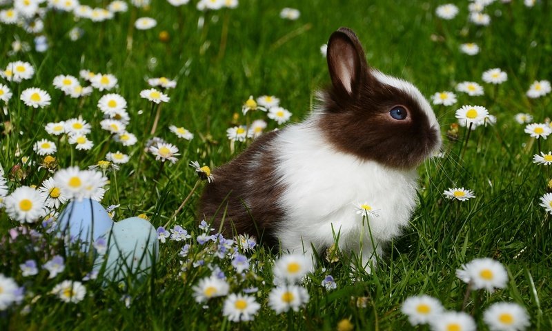 Обои цветы, трава, ромашки, кролик, животное, пасха, яйца, flowers, grass, chamomile, rabbit, animal, easter, eggs разрешение 2992x2000 Загрузить