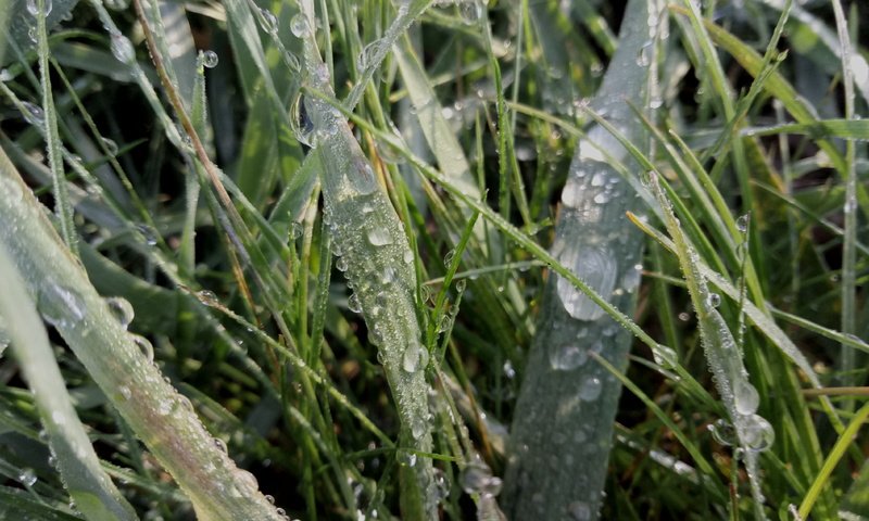 Обои трава, природа, капли, капельки, дождь, grass, nature, drops, droplets, rain разрешение 4208x3120 Загрузить