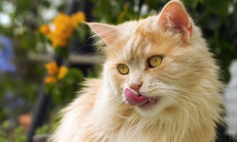 Обои кот, мордочка, усы, кошка, взгляд, рыжий, язык, cat, muzzle, mustache, look, red, language разрешение 6000x4286 Загрузить