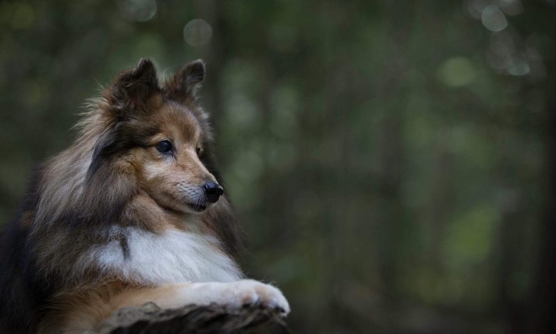 Обои портрет, собака, животное, пес, шелти, шетландская овчарка, portrait, dog, animal, sheltie, shetland sheepdog разрешение 2048x1365 Загрузить