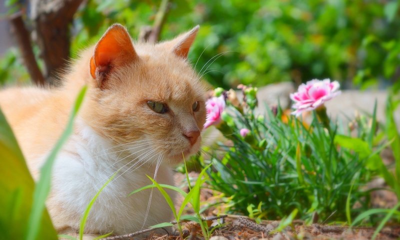 Обои цветы, трава, кот, мордочка, усы, кошка, взгляд, flowers, grass, cat, muzzle, mustache, look разрешение 2962x1877 Загрузить