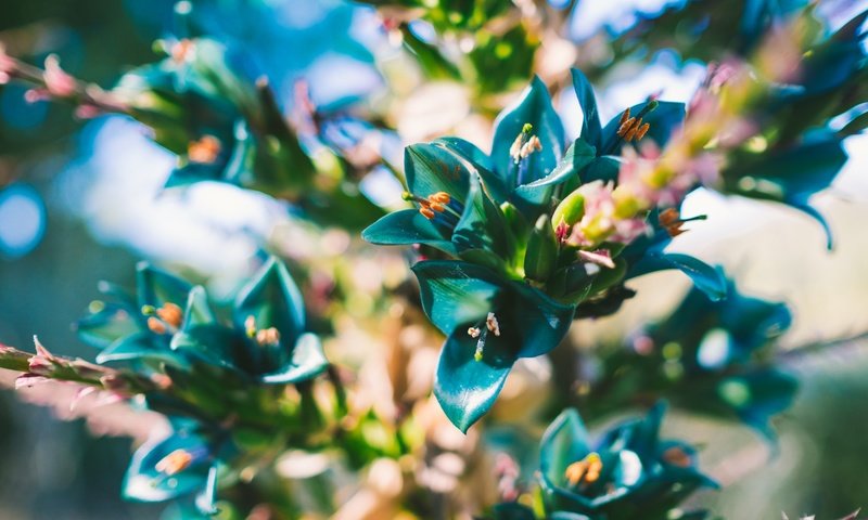 Обои цветы, лепестки, растение, синие, пуйя, puya berteroniana, flowers, petals, plant, blue, puja разрешение 2048x1365 Загрузить