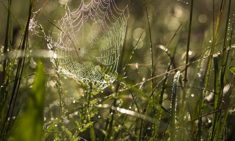 Обои трава, макро, капли, паутина, grass, macro, drops, web разрешение 6000x4000 Загрузить