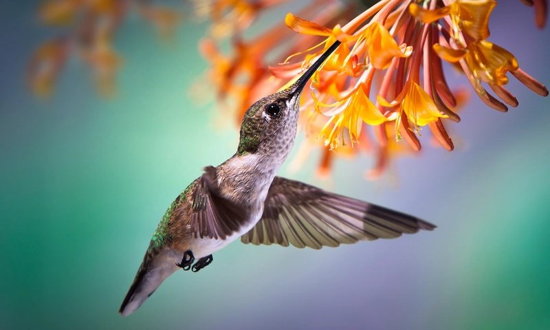 Обои полет, цветок, птица, птичка, тропики, нектар, колибри, flight, flower, bird, tropics, nectar, hummingbird разрешение 2000x1332 Загрузить