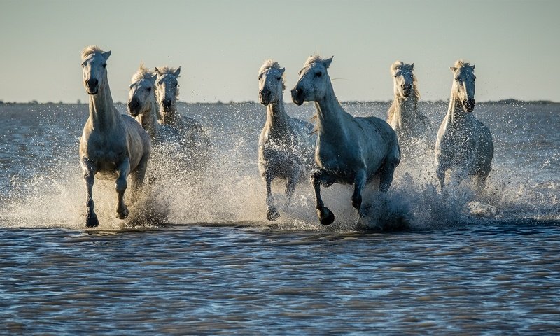 Обои вода, закат, брызги, лошади, кони, стадо, water, sunset, squirt, horse, horses, the herd разрешение 1920x1080 Загрузить