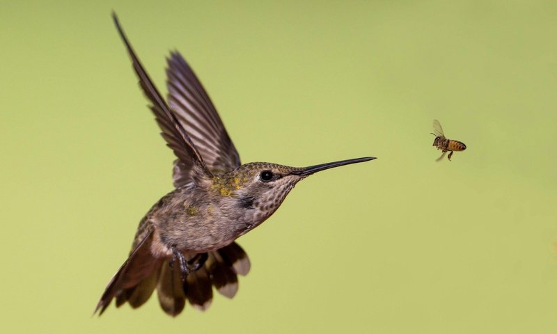 Обои крылья, птица, клюв, пчела, колибри, калипта анны, wings, bird, beak, bee, hummingbird, calypte anna разрешение 2048x1316 Загрузить