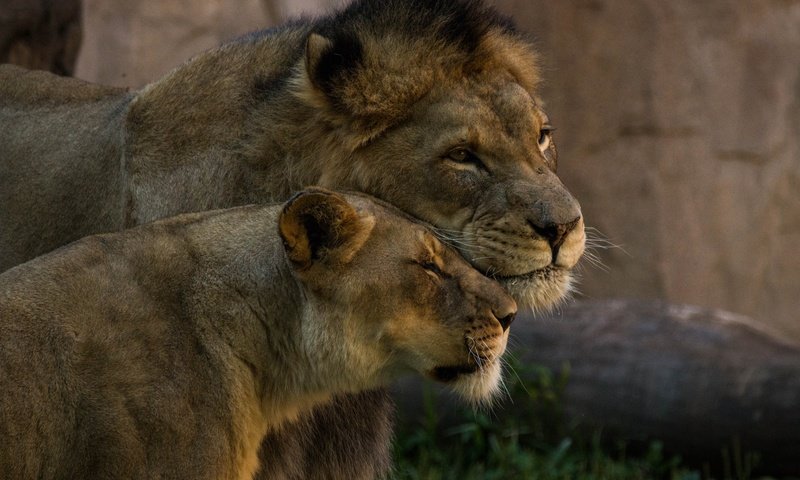 Обои пара, львы, нежность, дикие кошки, лев, львица, pair, lions, tenderness, wild cats, leo, lioness разрешение 5472x3396 Загрузить