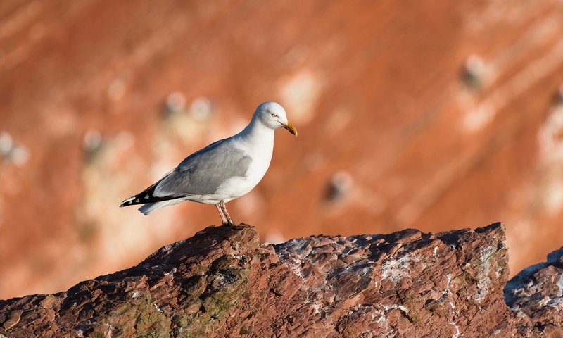 Обои скала, размытость, чайка, камень, птица, клюв, rock, blur, seagull, stone, bird, beak разрешение 2048x1293 Загрузить
