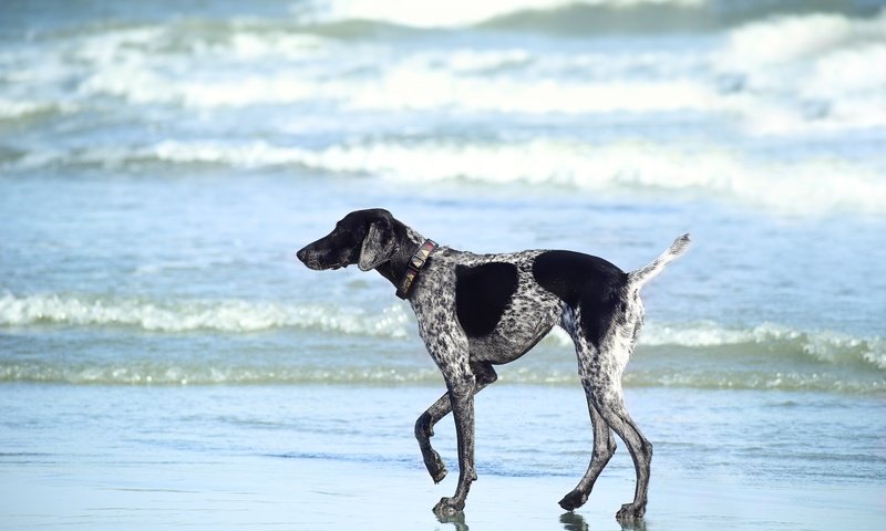 Обои море, пляж, собака, прогулка, курцхаар, sea, beach, dog, walk, shorthaired pointer разрешение 6000x4000 Загрузить