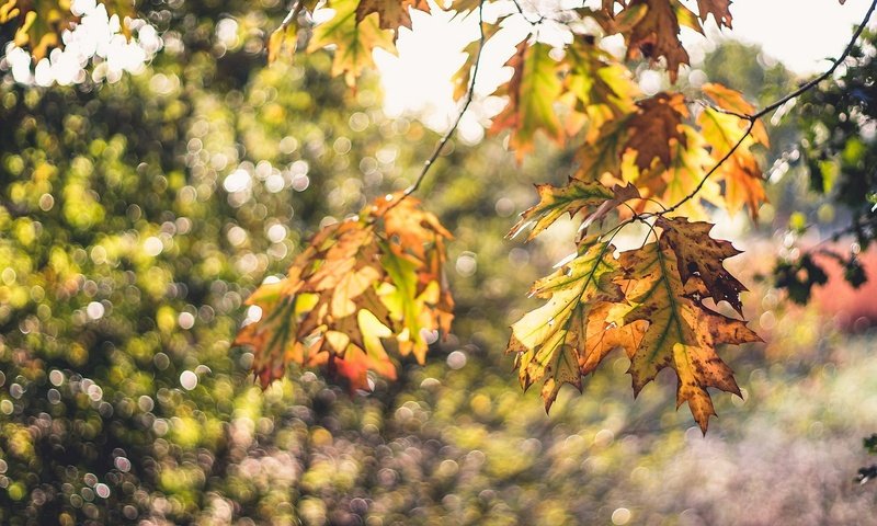 Обои природа, листья, макро, ветки, осень, боке, осенние листья, nature, leaves, macro, branches, autumn, bokeh, autumn leaves разрешение 1920x1200 Загрузить