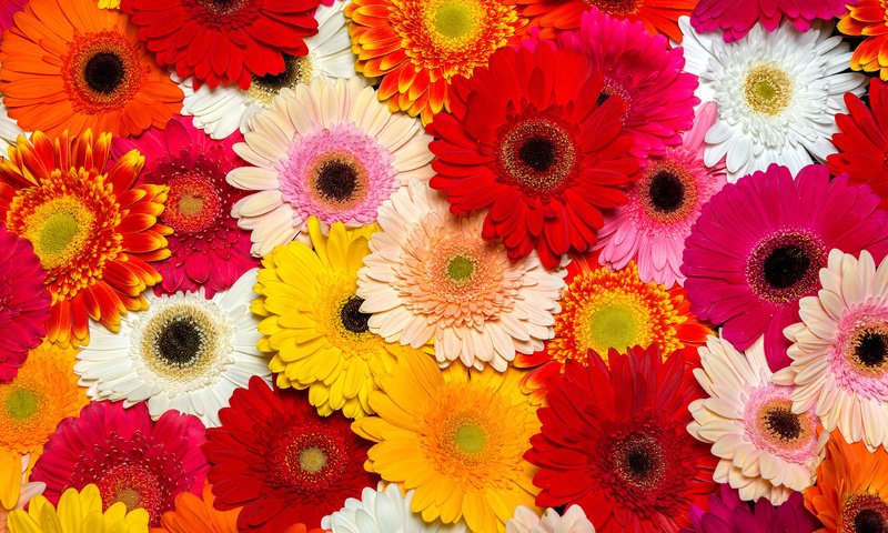 Обои цветы, лепестки, герберы, flowers, petals, gerbera разрешение 3840x2400 Загрузить