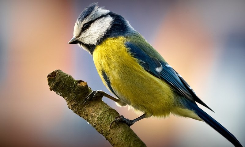 Обои ветка, природа, фон, птица, клюв, перья, синица, branch, nature, background, bird, beak, feathers, tit разрешение 2560x1600 Загрузить