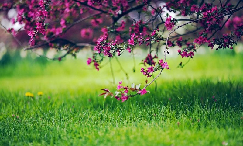 Обои трава, природа, цветение, ветки, весна, grass, nature, flowering, branches, spring разрешение 1920x1200 Загрузить