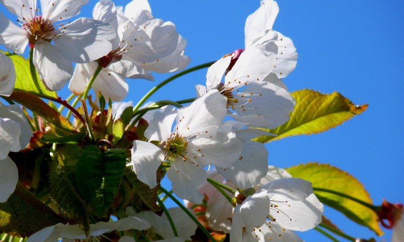 Обои небо, цветы, цветение, лепестки, весна, вишня, the sky, flowers, flowering, petals, spring, cherry разрешение 3648x2736 Загрузить